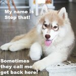 husky-puppy-name-meme.jpg