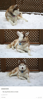 funny-husky-dog-posts-58343fead5b9b__700.jpg