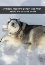 funny-husky-dog-posts-17-58343863c7663__700.jpg