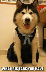 husky-dressed-as-grandma-with-my-my-what-big-ears-you-have (1).jpg