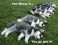 husky-puppies.jpg