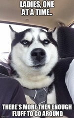 Ladies-One-At-A-Time-Husky-Meme.jpg