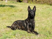 dutch-shepherd-2-1024x768-2461113846.jpg