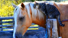 CAT AND HORSE.jpg