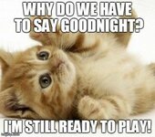 Funny-GoodNight-Memes-300x266.jpeg