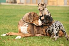 The-Louisiana-Catahoula-Leopard-Dog-A-Hardworking-Loyal-Pup.jpg