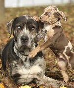 Catahoula leopard dog1.jpg