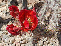 cylindropuntia-acanthocarpa2.jpg