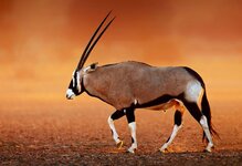 gemsbok.jpg