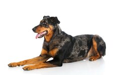 Beauceron-laying-in-profile.jpg