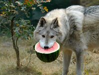 melonwolf.jpg