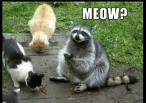 Meow-Raccoon-Meme.jpg