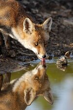 9765c19b0b940639cd066ed056f9c5f6--drinks-red-fox.jpg