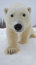 OHR.ChurchillBears_FR-FR5786411458_1080x1920.jpg