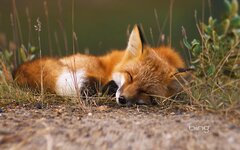 red-fox-wallpapers-wallpaper-cave-1.jpg