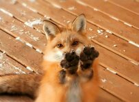 Foxerpaws.jpg