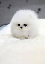 desktop-wallpaper-tiny-puppy-fluffy-puppy-thumbnail.jpg