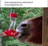 Hummingbird-horse-meme.jpg