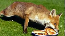 pizzanomfox.jpg