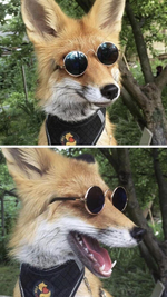 Sunglassescoolfox2.png