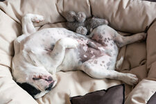 French-Bulldog-sleeping-on-its-back-in-its-dog-bed.jpg