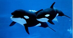 killer-whales.jpg