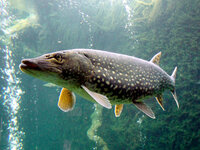 Esox_lucius_ZOO_1.jpg