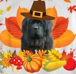 Happy-Thanksgiving-Newfoundland-Dog-Im-Thankful-For-My-Love-Shirt-1~3.jpg