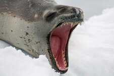 Leopard20Seal20Teeth202dreamstime_8122636-5217268.jpg