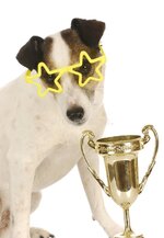 champion-dog-21696632.jpg