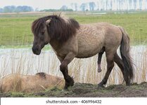 aroused-konik-horse-260nw-406996432.jpg