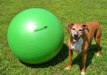 Large-brown-dog-size-comparison-to-oversized-Jolly-Mega-ball-Herding-Ball.jpg