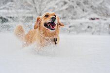 golden-retriever-dog-running-on-fresh-snow-royalty-free-image-152643506-1549012155.jpg