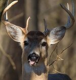 Fuck deer.jpg