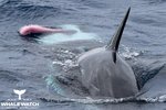 Killer Whales Mating Whale Watch Western AustraliaⒸ_2.jpg