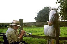 robertwyatt_horse.jpg