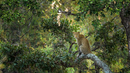 bing_wallpaper_KrugerLeopard_uhd.jpg