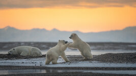 bing_wallpaper_PolarBearCubs_uhd.jpg