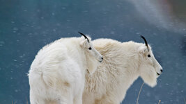 bing_wallpaper_GlacierGoats_uhd.jpg