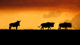 bing_wallpaper_ThreeWildebeest_uhd.jpg