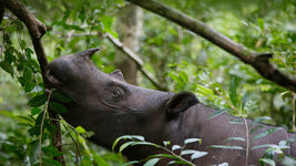 bing_wallpaper_SumatranRhino_uhd.jpg