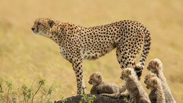 bing_wallpaper_CheetahDay_uhd.jpg