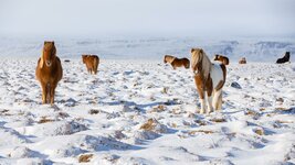 bing_wallpaper_IcelandHorses_1920x1080.jpg