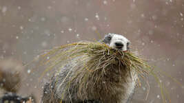 bing_wallpaper_HoaryMarmot_1920x1080.jpg