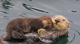 bing_wallpaper_OtterMom_1920x1080.jpg