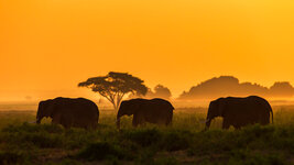 bing_wallpaper_ThreeElephants_1920x1080.jpg