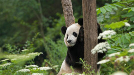 bing_wallpaper_PandaDay_1920x1080.jpg