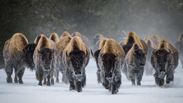 bing_wallpaper_BisonSnow_uhd.jpg