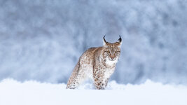 bing_wallpaper_LynxSnow_uhd.jpg