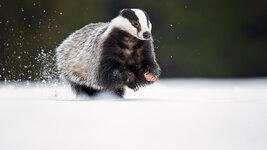 bing_wallpaper_Badger_uhd.jpg